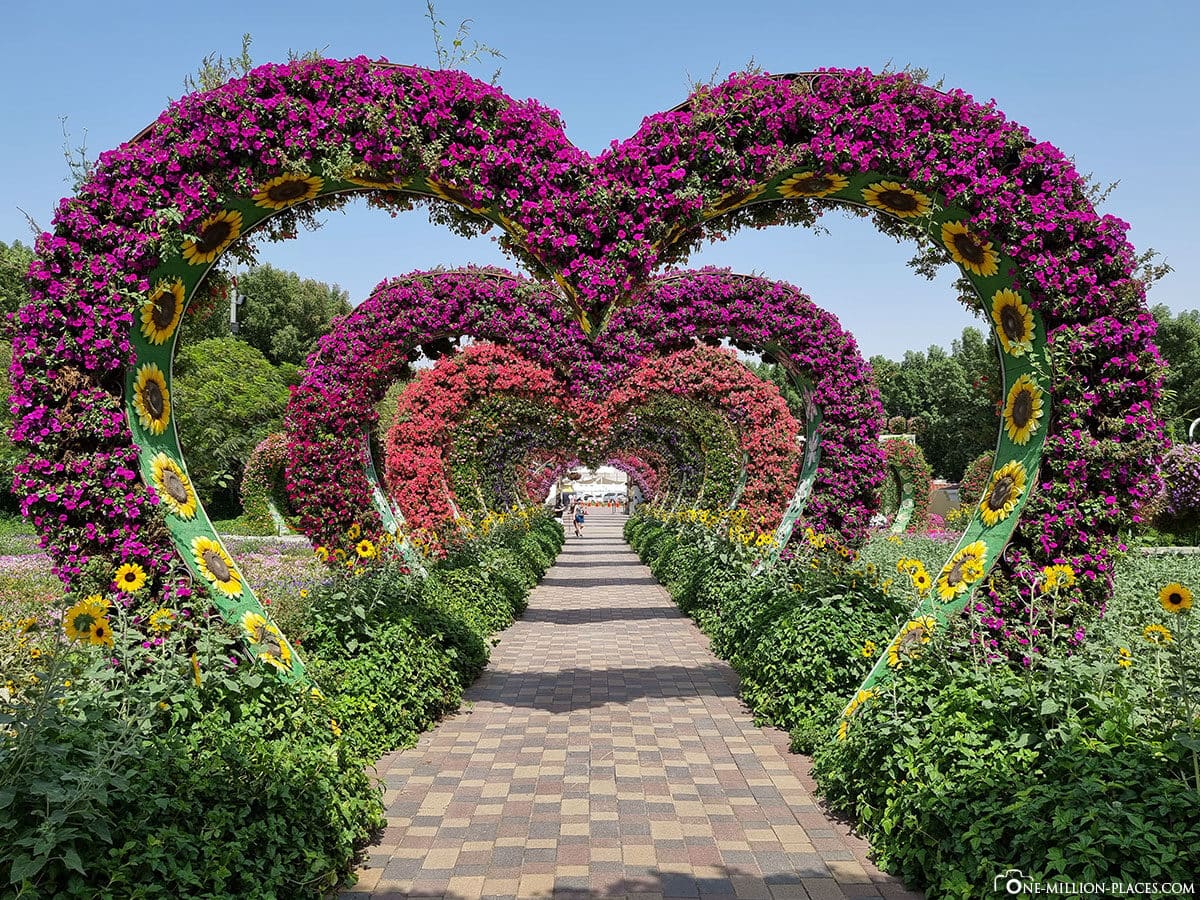Dubai Miracle Garden The Largest Flower Garden In The World