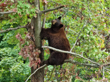 A climbing bear