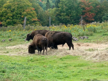 A group of bison
