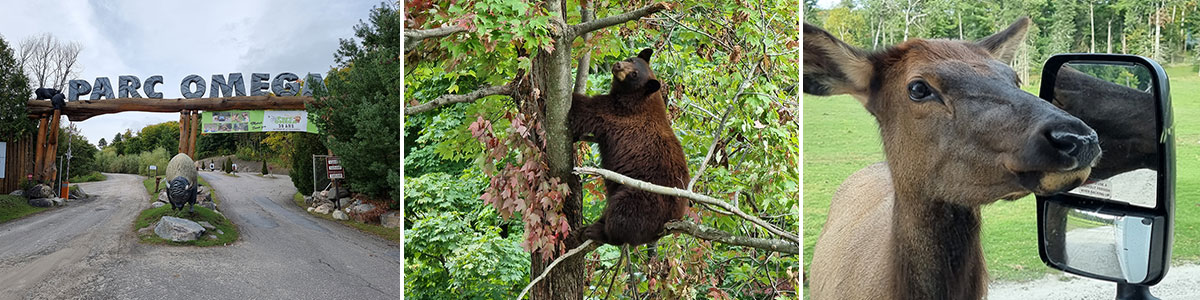 The Parc Omega A Drive Through Safari in Canada