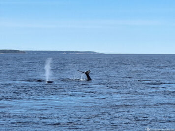 Whales in the St. Lawrence River