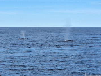 Whales in the St. Lawrence River