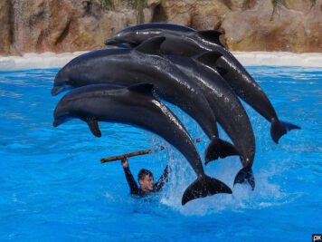 Die Delfin Show