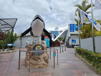 The Orca Show at Loro Park
