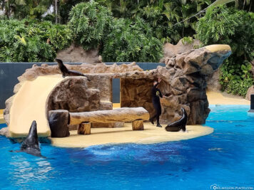 The Sea Lions Show
