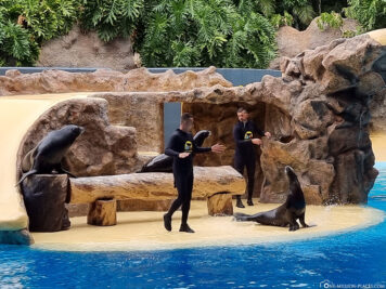 The Sea Lions Show