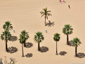 Palm trees at Playa de Las Teresitas