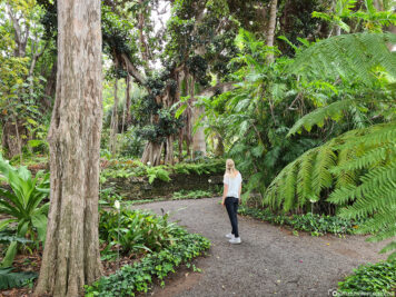 The Botanical Garden in Puerto de la Cruz