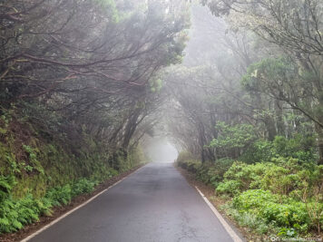 Road through the cloud forest