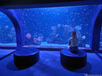 View into the aquarium