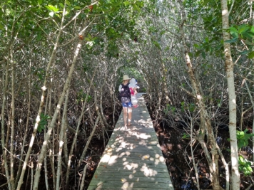 Weg durch die Mangroven