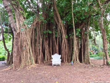 Ein riesiger Banyan Tree