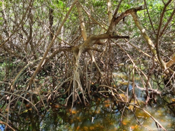 Mangrovensümpfe