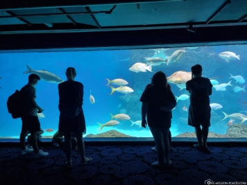 Großes Aquarium
