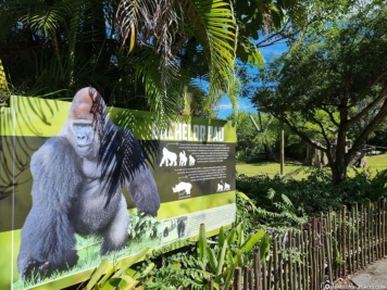 Gorillas at Miami Zoo