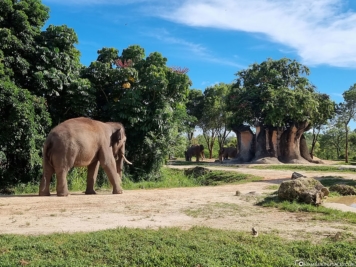 Elephant enclosure