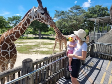 Giraffe feeding at Miami Zoo