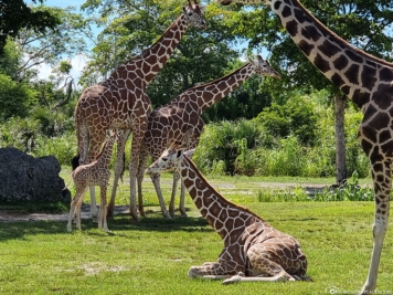 Giraffen im Zoo Miami 