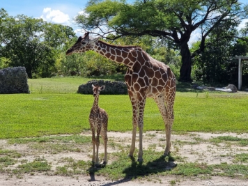 Giraffes at Miami Zoo