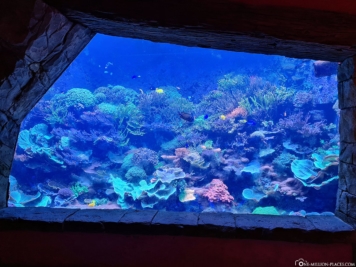 Manta-Aquarium