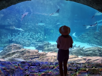 Manta-Aquarium