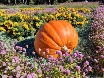 A big pumpkin