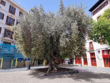 Der 600 Jahre alte Olivenbaum