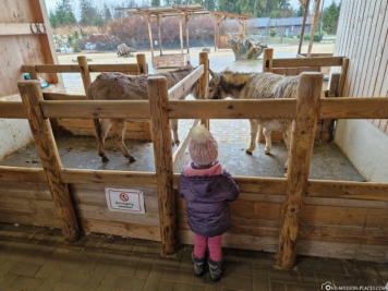 Kinder-Bauernhof