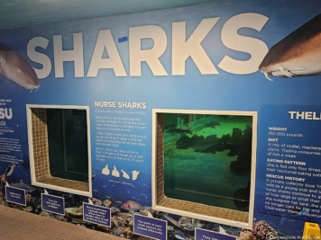 Shark aquarium