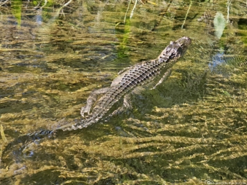 Swimming alligator