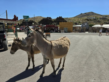 Esel in Oatman