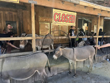 Esel in Oatman