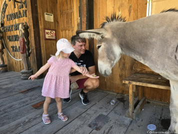 Esel in Oatman