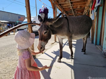 Esel in Oatman