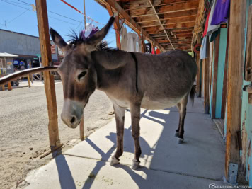 Esel in Oatman