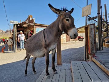 Esel in Oatman