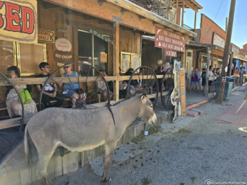 Esel in Oatman