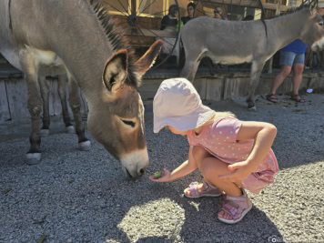 Esel in Oatman