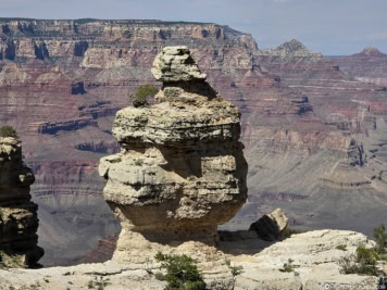 Duck on a Rock