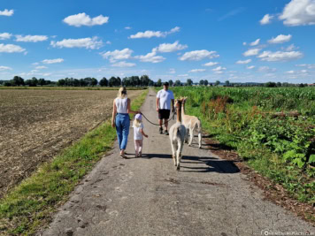 Wandern mit Alpakas