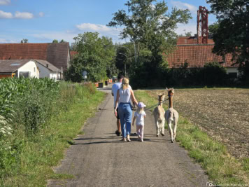 Wandern mit Alpakas