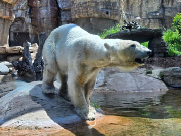 Eisbär