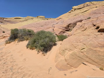 7 Wonders Loop im Valley of Fire