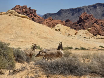 Dickhornschaf im Valley of Fire