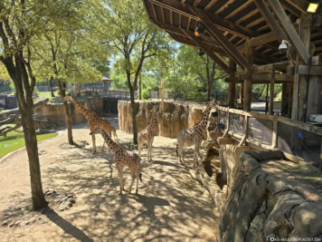 Dallas Zoo