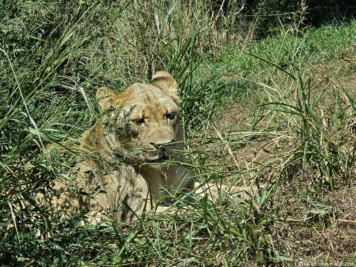 Dallas Zoo