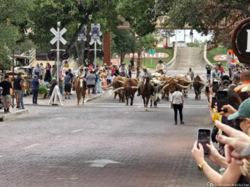 Longhorn Cattle Drives