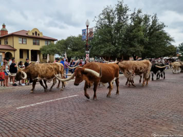 Longhorn Cattle Drives