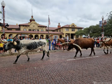 Longhorn Cattle Drives