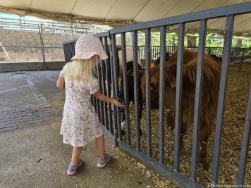 Fort Worth Petting Zoo